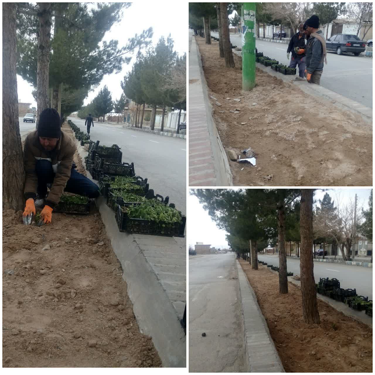 شروع کاشت گلهای فصلی با نزدیک شدن به سال جدید